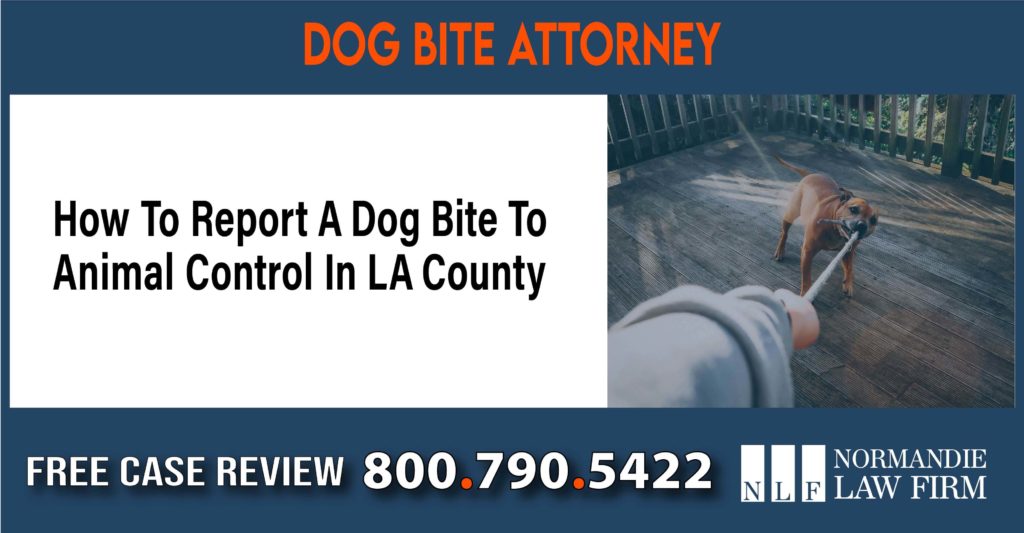 How To Report A Dog Bite To Animal Control In LA County sue liability lawyer